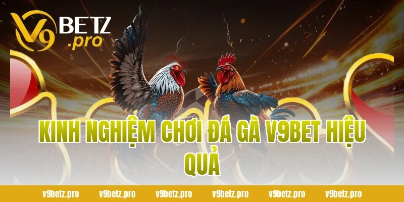 Kinh Nghiệm Chơi Đá Gà V9bet Hiệu Quả